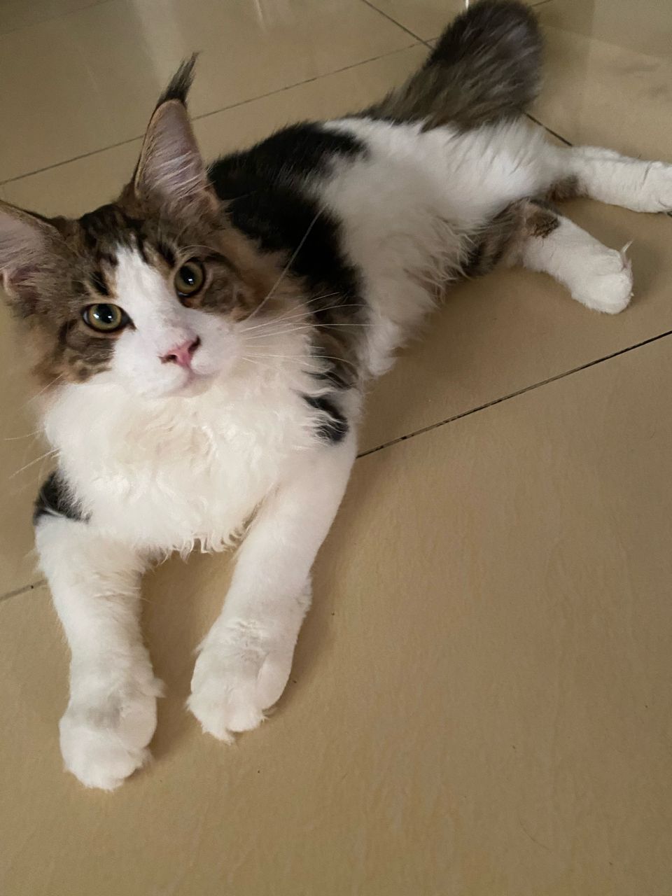 雷火电竞官网-澳大利亚选手路机策周转飞身身高缅因