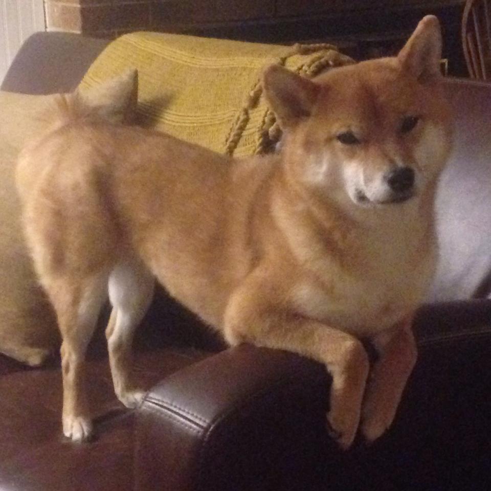 意甲硝烟中的国家德比，当苏格兰的坚韧遇见瑞士的精密