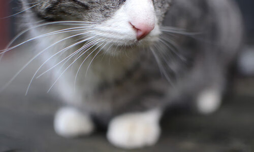 当桑巴舞步遇上铜墙铁壁，奥利维耶的无解谜题与乌拉圭的钢铁胜利