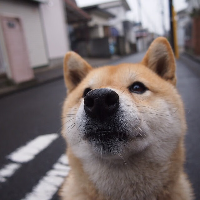 雷火电竞网址-夜幕下的绿茵诗篇，奥利维耶一锤定音，德甲争冠悬念重生