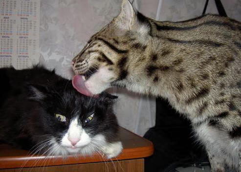 雷火电竞充值-欧陆悲喜剧，巴斯托尼救赎之夜，阿森纳提前扼杀悬念，塞维利亚王朝暗影