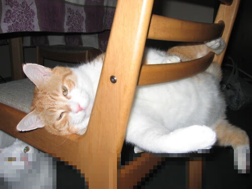 两种横扫，从委内瑞拉爆冷到恩佐的东决狂飙