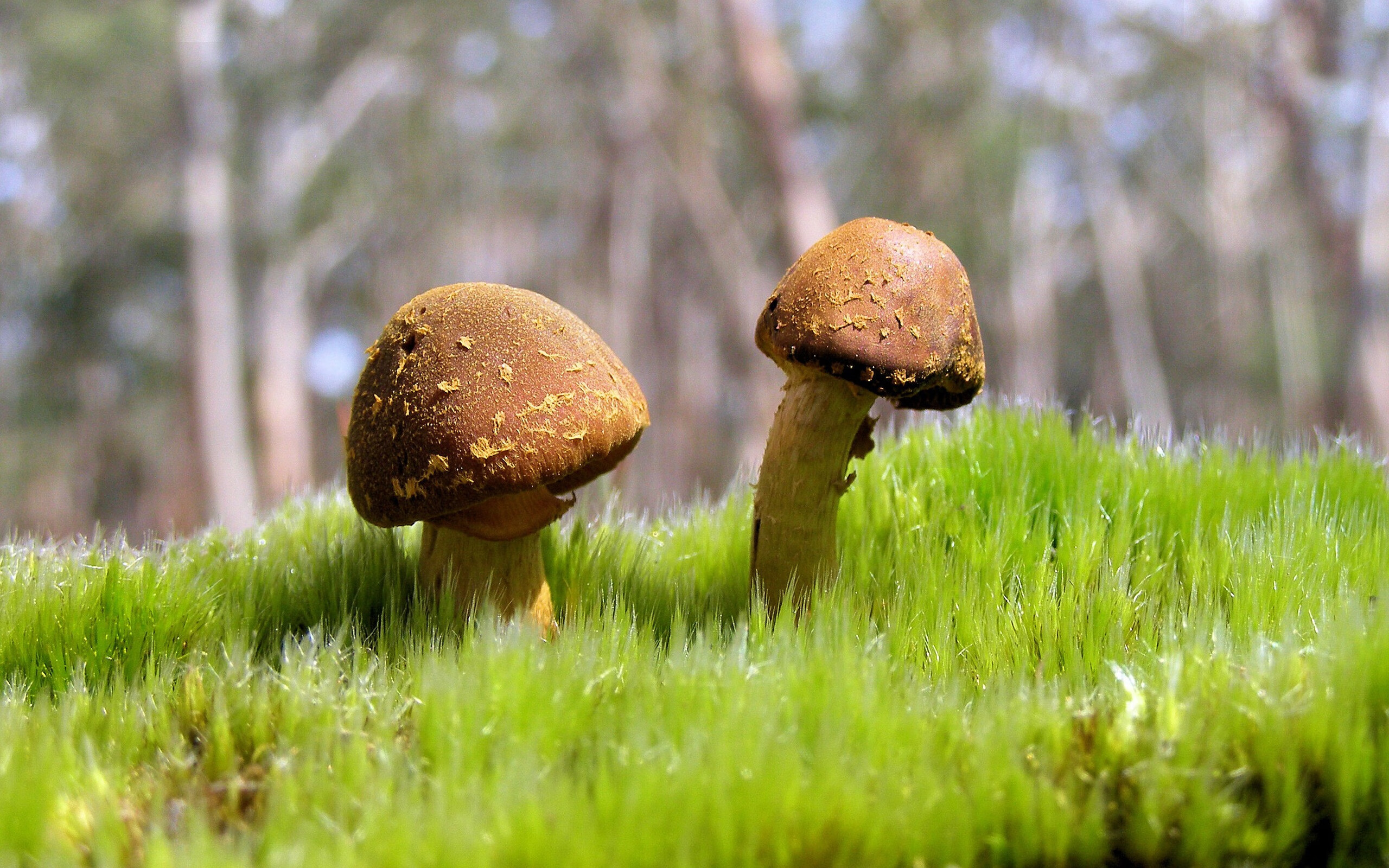 雷火电竞网站-足球DNA进化论，当个人无解的弗拉霍维奇，遇上体系掀翻豪门的卡塔尔