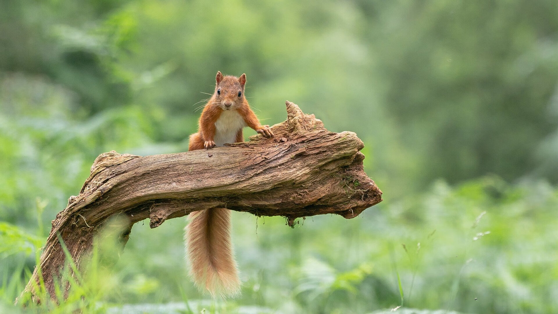 绿茵场上的贝林厄姆，奥地利如何用精密节奏完全掌控对阵伊拉克的战役？
