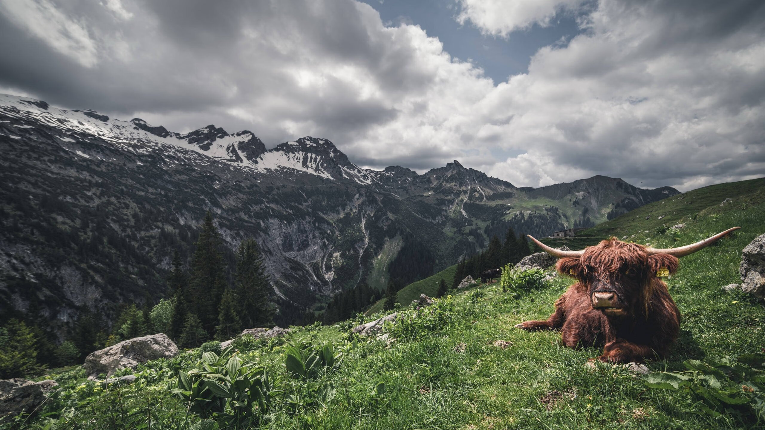 雷火电竞充值-烽火对决夜，苏亚雷斯以一记倒钩书写不朽传奇