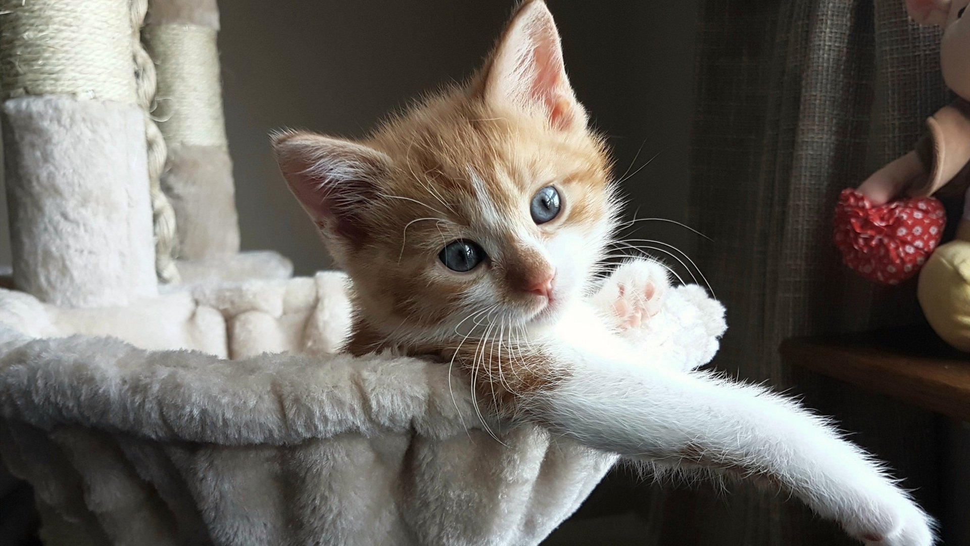 闪耀争冠夜，霍勒迪赛后评分拉满的传奇时刻