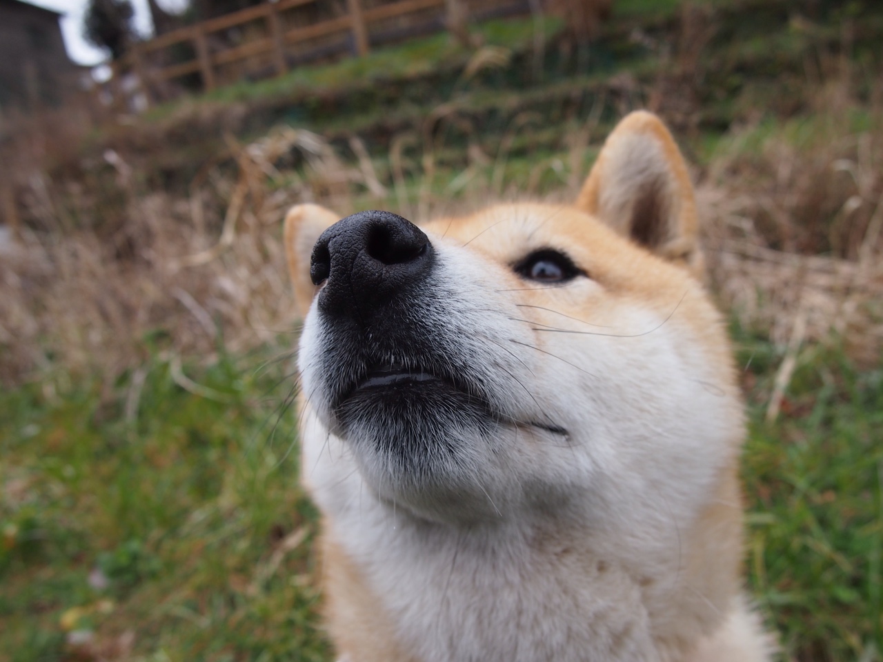 雷火电竞官网-厄德高一锤定音，苏格兰稳稳拿下洪都拉斯胜利