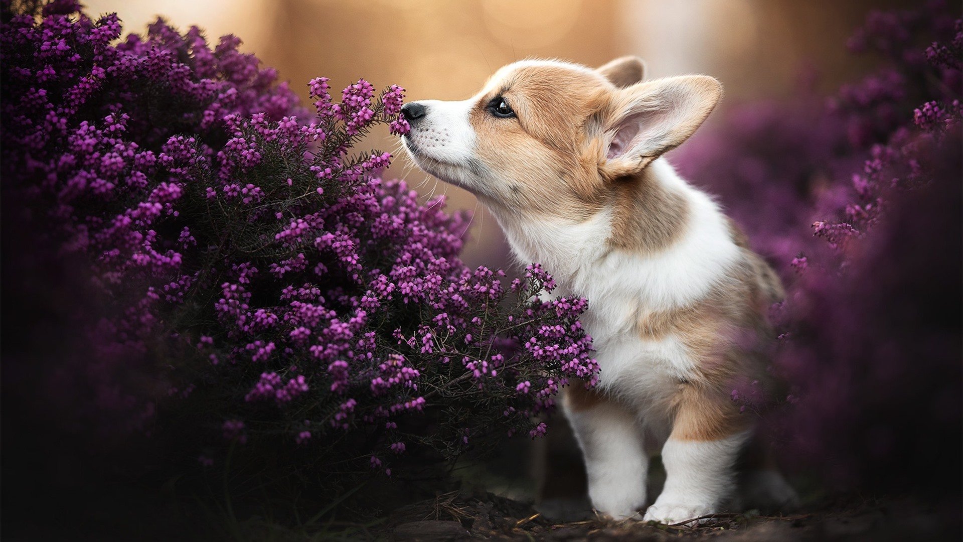 厄德高一锤定音，苏格兰稳稳拿下洪都拉斯胜利