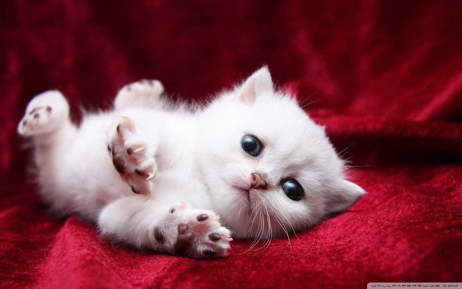 CBA深夜更衣室，一场不存在的跨洋热身赛