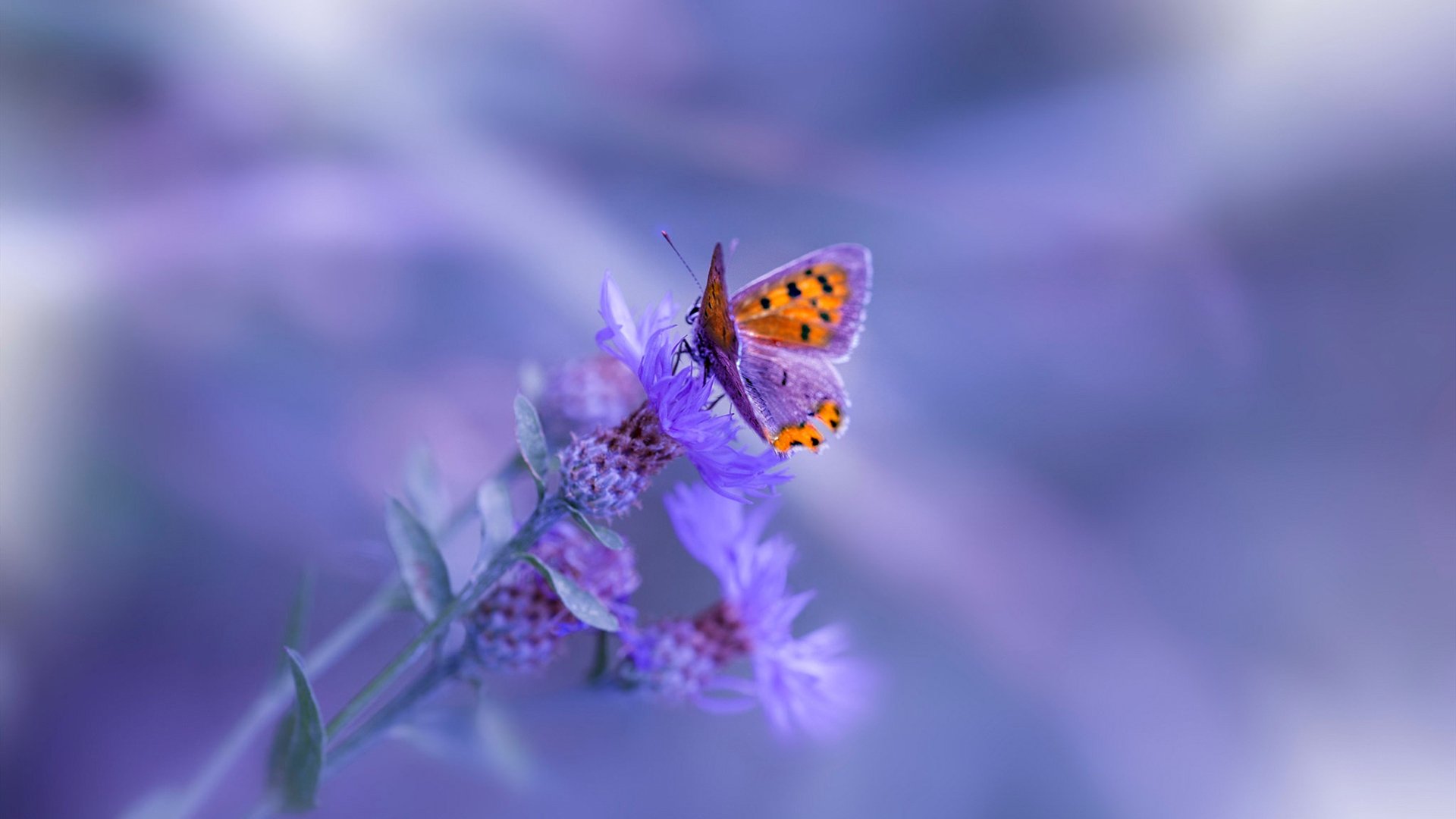 从伯纳乌的失落，到世界杯的舞台，赖斯如何将皇马的教训化为2026的辉煌