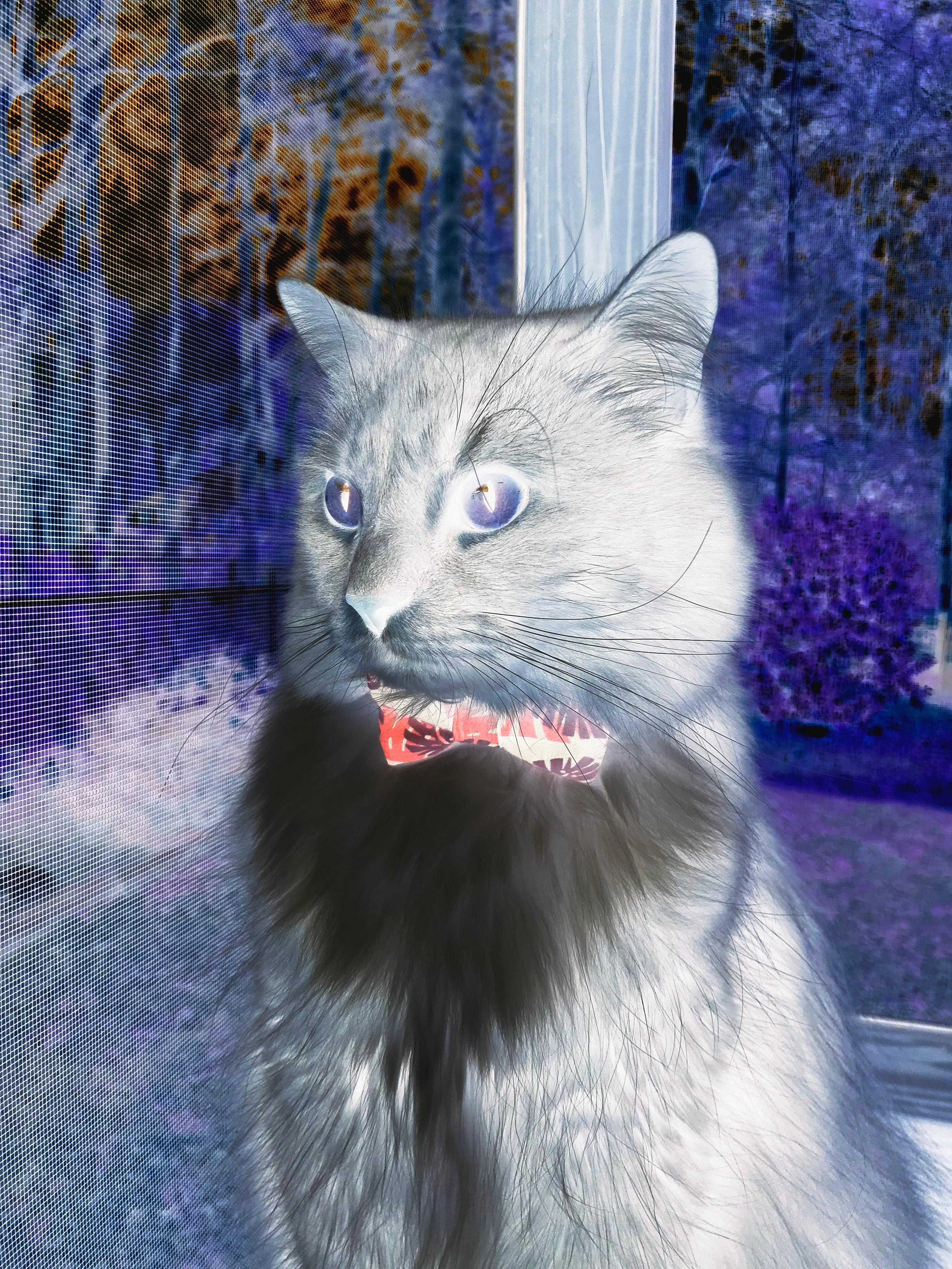 2026世界杯焦点战，智利强势晋级，切尔西之星点亮征程