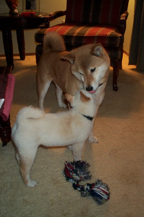 棋盘上的独舞,伦纳德以节奏为刃,骑士碾碎篮网战术版图