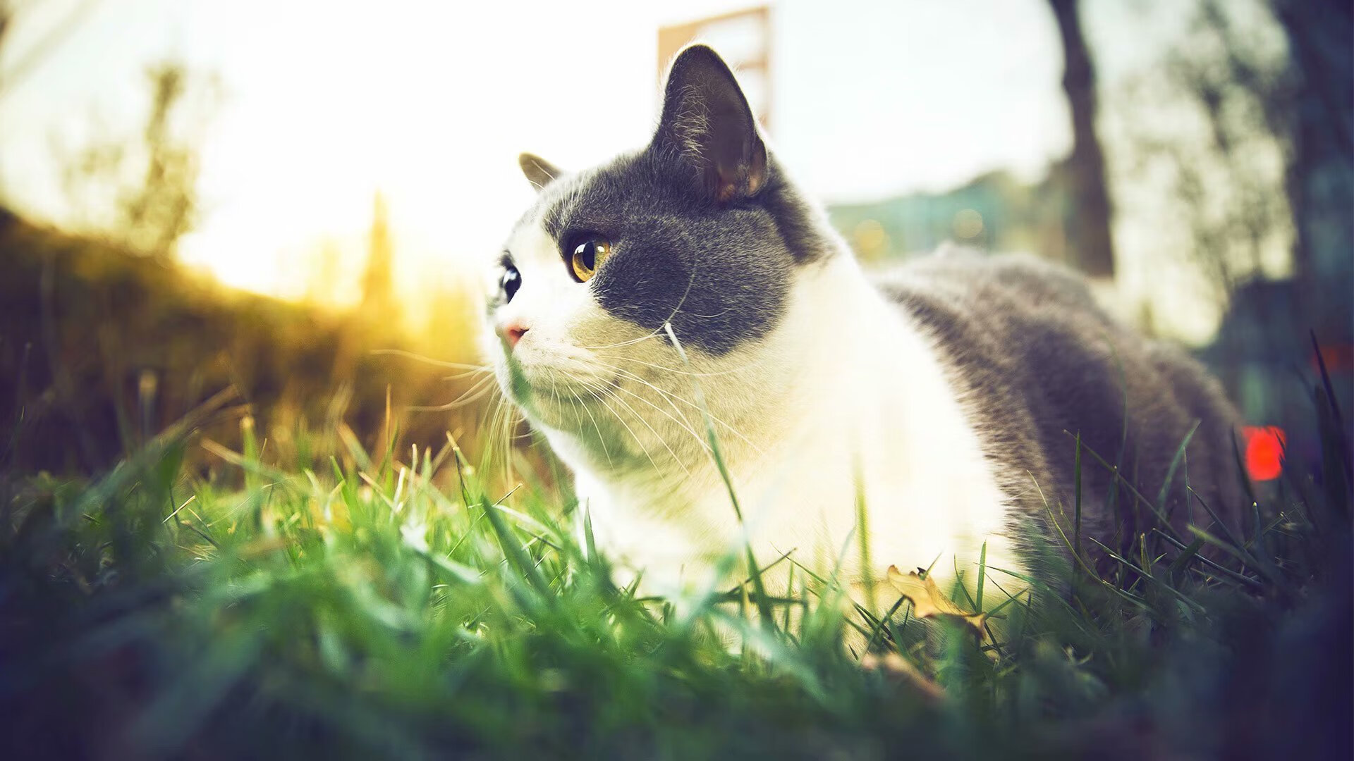 库尔图瓦三封点球,克罗地亚4-2终结AC米兰的欧冠唯一性