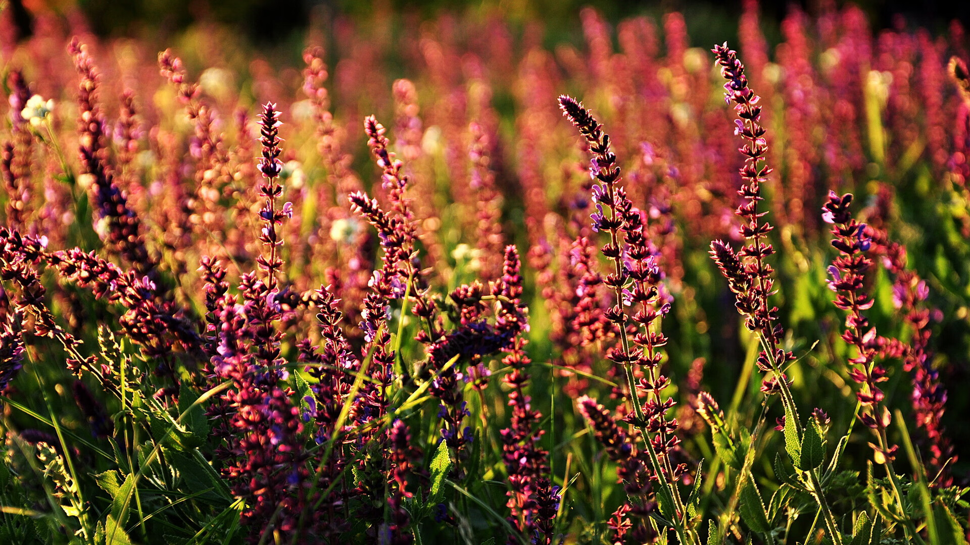 雷火电竞官网-北欧鏖战，丹麦vs冰岛，阿圭罗教科书表现成焦点