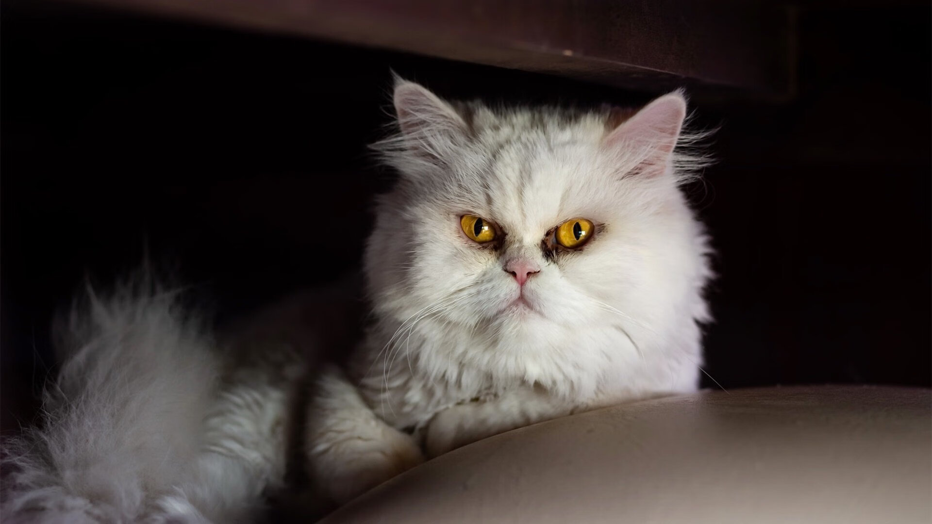 雷火电竞app-从塔图姆到骑士队，掌控比赛的不同形态，与篮球真谛的永恒回归